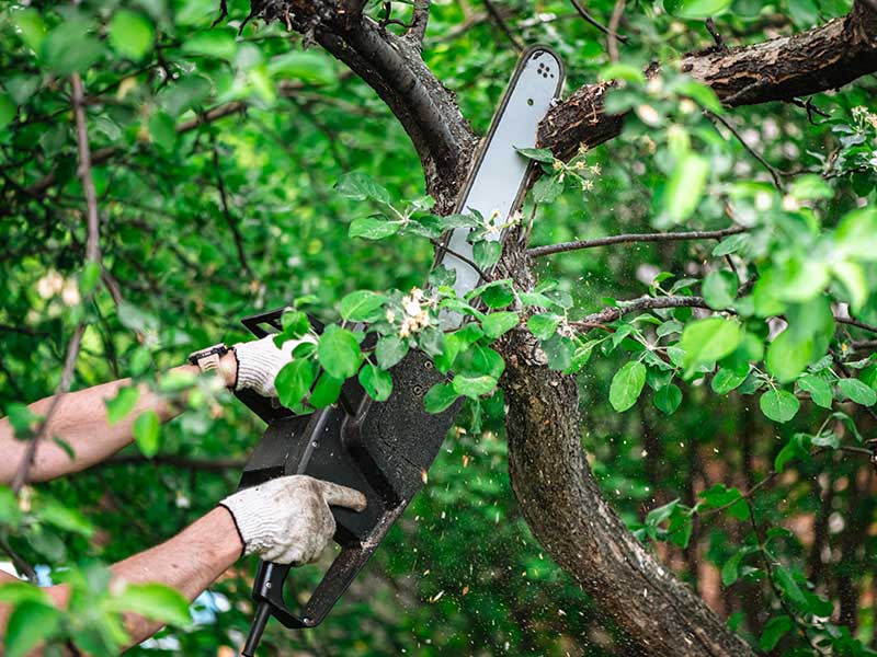 Sunshine Coast landscaping by Greenbelt Landscape Maintenance